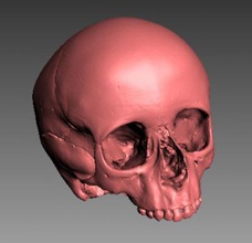 subadult skull science 3D printing model, file, printable design, 3d print, Subadult, Skull, cranium, kid 3d print model - Mito3D