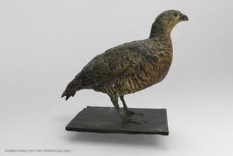 tetrao urogallus western capercaillie nature 3D printing model, file, printable design, 3d print, Tetrao, urogallus, western, capercaillie, bird, birds, animal, nature, grouse 3d print model - Mito3D