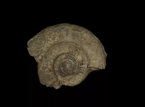 dokulu fosil ammonit 3d baskı model üçleme doğa hayvan deniz ammonitler fosiller paletoloji 3d print model - Mito3D