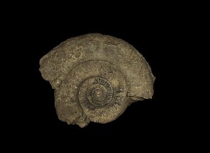 textured fossil ammonite science 3D printing model, file, printable design, 3d print, Fossils, ammonites, sea, palaentology, animal, nature 3d print model - Mito3D