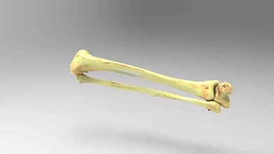 tíbia fíbula Talus ossos 3d impressão modelo trio anatomia Ciência humano osso 3d print model - Mito3D