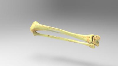 tibia fibula talus bones science 3D printing model, file, printable design, 3d print, anatomy, science, human, bone, tibia, fibula, 3d print model - Mito3D