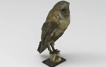tyto alba barn owl 3d printing model - threeding bird nature animal birds 3d print model - Mito3D