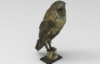 tyto alba barn owl nature 3D printing model, file, printable design, 3d print, ​Tyto, alba, barn, owl, bird, nature, birds, animal 3d print model - Mito3D