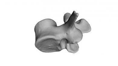 vertebra science 3D printing model, file, printable design, 3d print, vertebra, anatomy, spinal, column, bone 3d print model - Mito3D