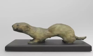 weasel 3d printing model - threeding animal anatomy science weasel 3d print model - Mito3D