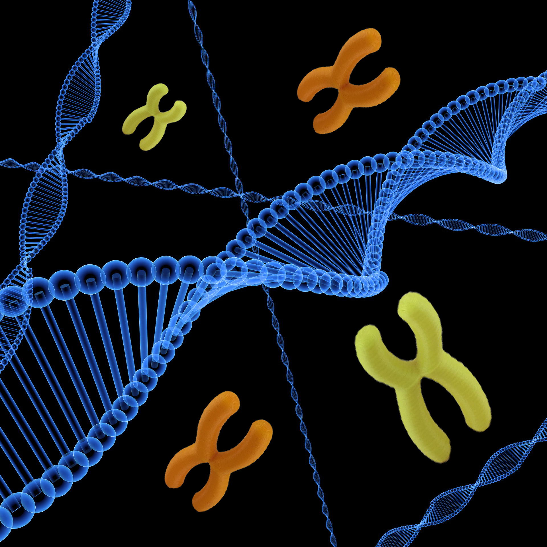 chromosome education dna gene 3D print model - Mito3D