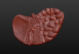 cuerpo humano, el hígado la educación humano de órganos 3d print model - Mito3D