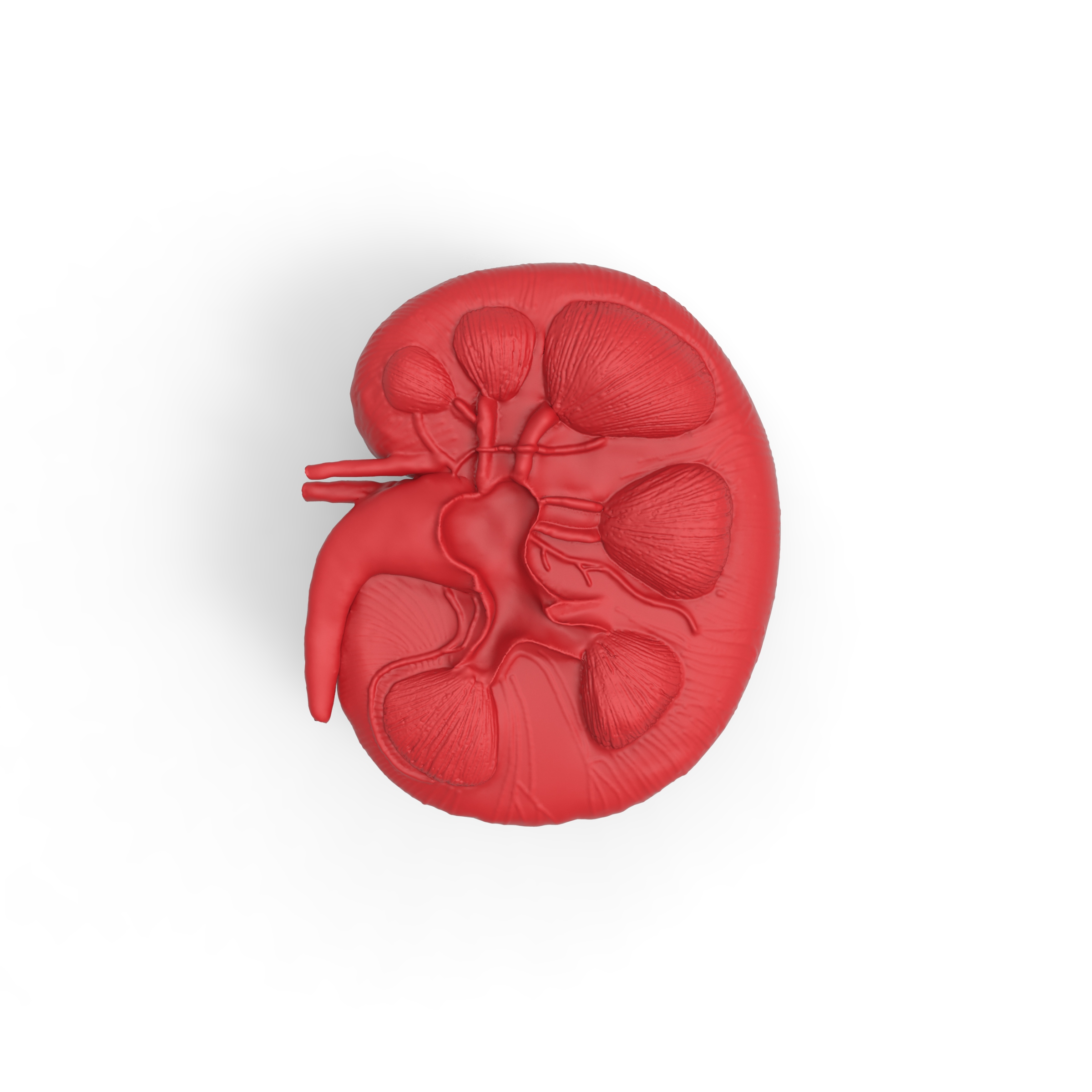 riñón el día mundial del la educación cuerpo humano de órganos 3D print model - Mito3D