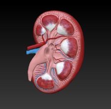 kidney education color mixed bag 3d print model - Mito3D