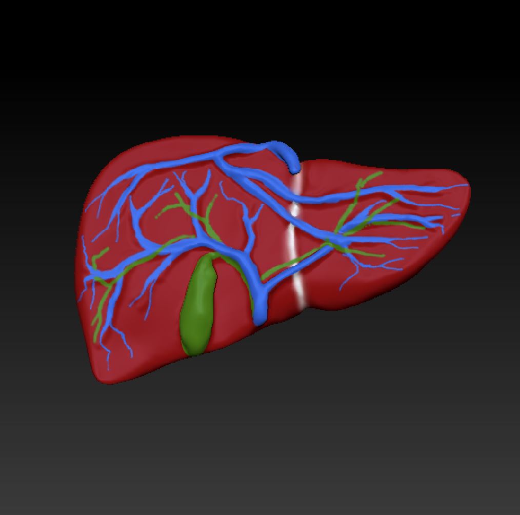 fígado educação de cor saco misturado 3D print model - Mito3D