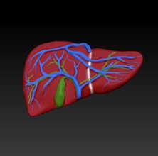 liver education color mixed bag 3d print model - Mito3D
