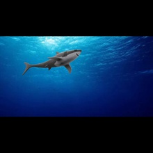 shark 10 toys 3d print model - Mito3D