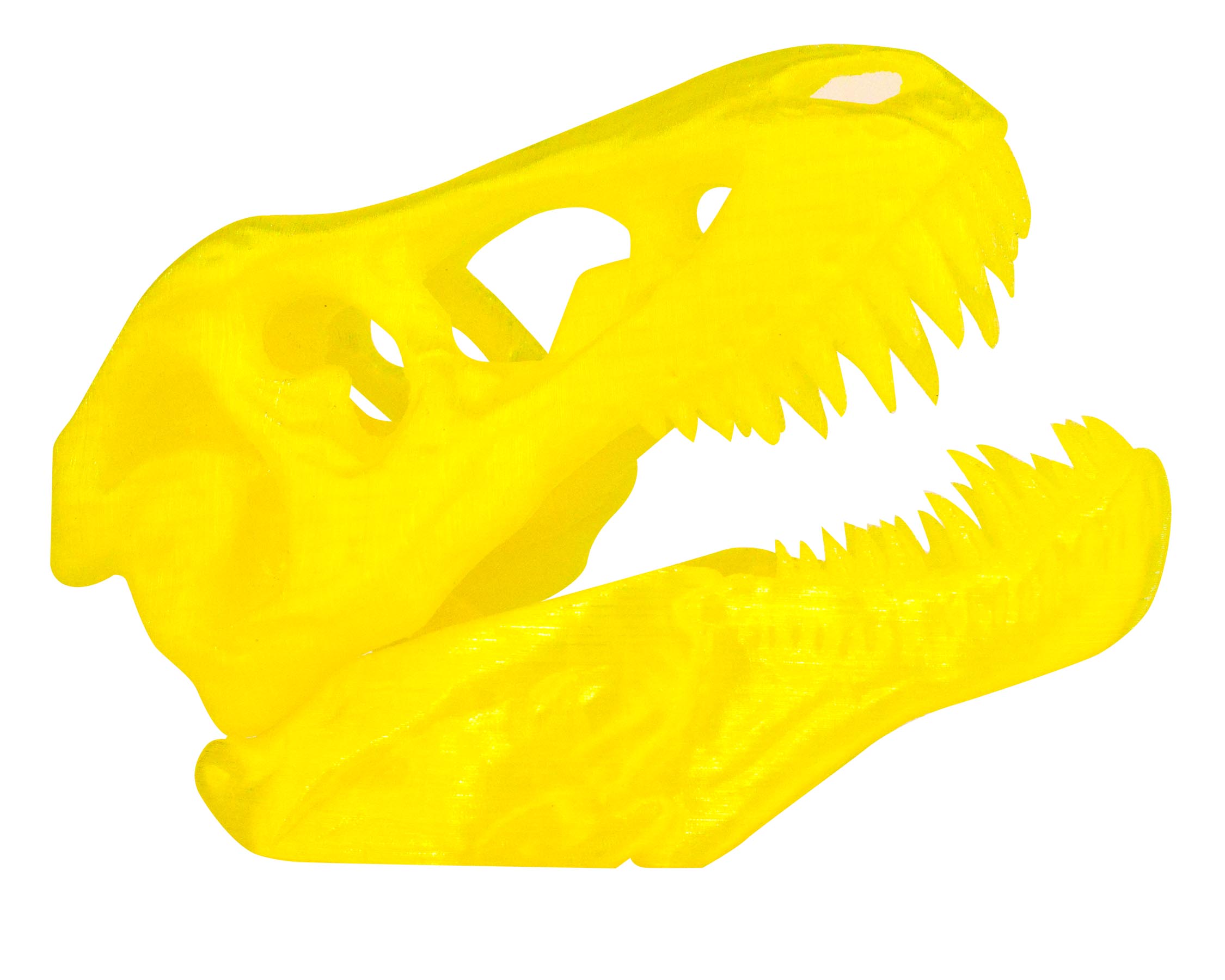 t-rex skull education dinosaurs skull t-rex 3D print model - Mito3D