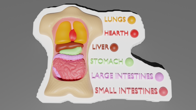 torsotom medizinische Modell ki Bildung colorwithxyz Körper Kinder die Organe 3d print model - Mito3D