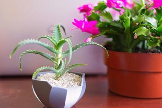 abstract fioriera la vostra casa piante grasse succulente succulente-fioriera cactus coperta fioriere plantermodern indoorgardening 3d print model - Mito3D