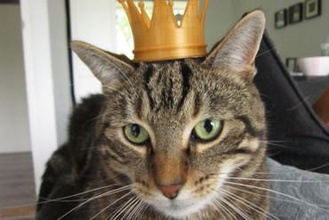 gato de la corona Impresora 3d piezas mejoras cat real rey perro mascota royal 3d print model - Mito3D