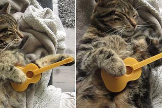 gato de guitarra brinquedos cat violão ukelele rockstar 3d print model - Mito3D