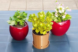 classic brown plant pot & water dish your home planter waterdish 3d print model - Mito3D