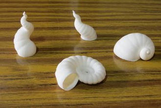 conchas y formas relacionadas Bildung concha caracol amonite moluscos cuerno abundancia 3d print model - Mito3D
