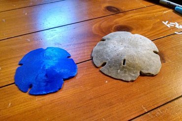 fossiles de dollar sable l'éducation l'océan sand les invertébrés 3D print model - Mito3D