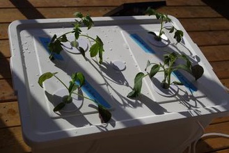 generic ikea v xer hydroponics growing media holder your home sockerbit plants planter deep water culture 3d print model - Mito3D