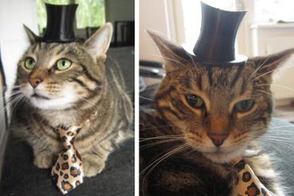 o chapéu do cavalheiro brinquedos cat cão animal de estimação dandy tophat 3d print model - Mito3D
