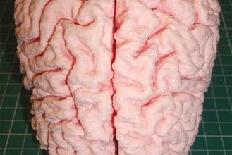 insan beyni eğitim beyin çok parçalı vücut 3d print model - Mito3D