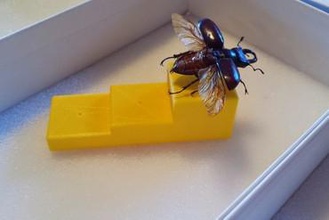 les insectes épinglage bloc L'imprimante 3d de pièces améliorations la biologie l'entomologie 3d print model - Mito3D