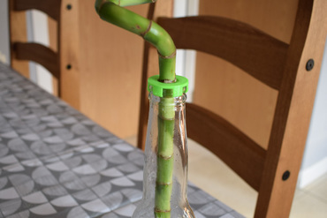 Glücklich Corona Bambus Pflanzer Bier Flasche Bewässerung 3D print model - Mito3D