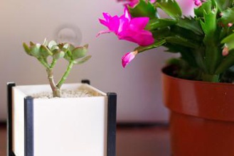 modern Kare ekici kutusu ev succulents etli etli-ekici kaktüs kaktüsler kapalı saksı plantermodern saksılar 3d print model - Mito3D