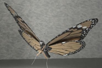 monarque papillon buterfly insecte punaise nature 3d 3d print model - Mito3D