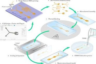 negligible cost microfluid scaffolds education microfluidics microfluidic biology microbiology engineering 3d print model - Mito3D