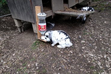 pet bouteille d'eau votre maison en jardin les animaux de compagnie 3D print model - Mito3D