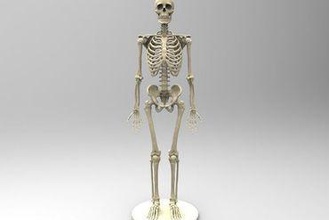 real-size human skeleton education skeleton medicine anatomy