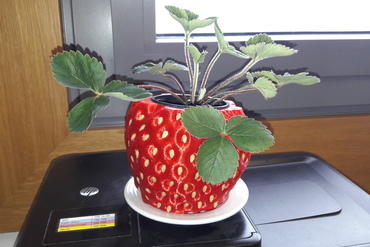strawberry pot-holder your home 3D print model - Mito3D