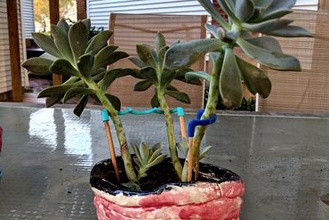 pianta succulenta di supporto la vostra casa d'appartamento il succulente bacchette spiedino 3d print model - Mito3D