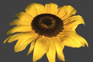 sunfower Kunst 3d-scan Sonnenblume 3d print model - Mito3D