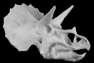 cráneo de triceratops colorado, estados unidos art 3d print model - Mito3D