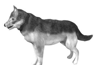 wolf modèle l'éducation animaux la nature 3d print model - Mito3D